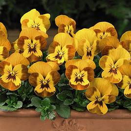 Viola sorbet Honeybee (191)